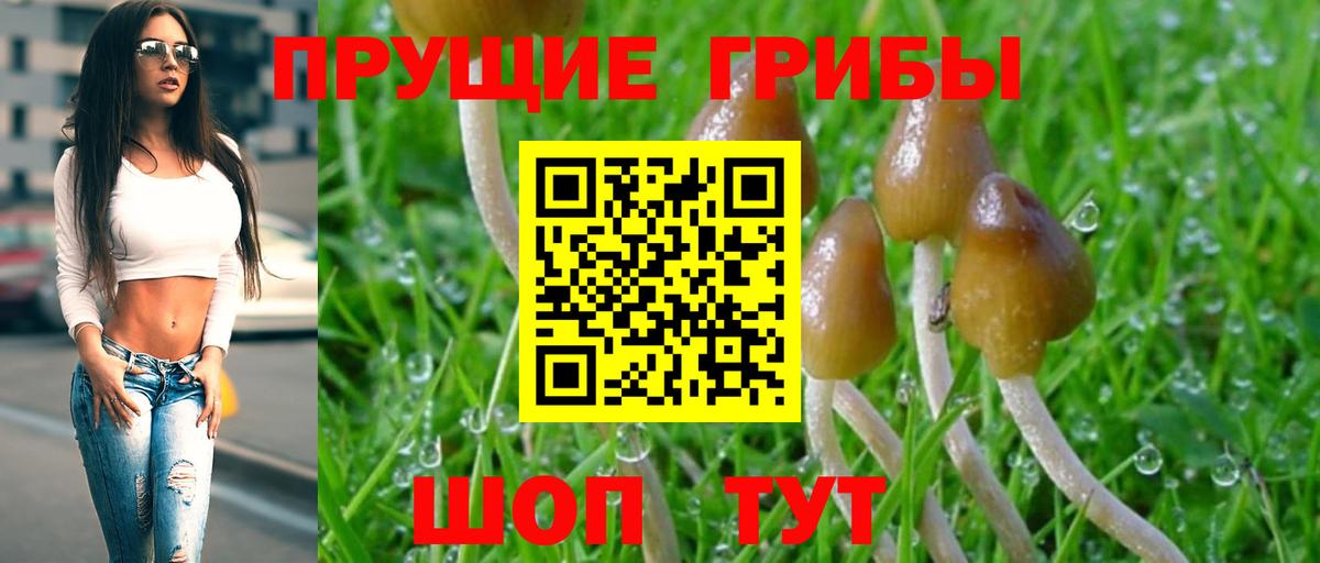 Псилоцибиновые грибы Psilocybine cubensis Салават